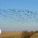 Illustration for article titled Rising Temperatures Are Driving Hundreds of Species to the North and South Poles
